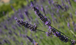 Il magico profumo di Vernasca